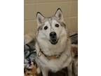 Adopt Tasha 14052 a Siberian Husky, Mixed Breed