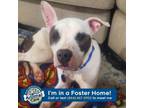 Adopt Sierra a Pit Bull Terrier