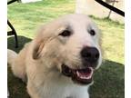 Adopt Ella Sunshine HTX a Great Pyrenees