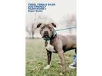 Adopt Tinsel in Emporia VA a Pit Bull Terrier