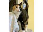 Adopt Harley a Calico