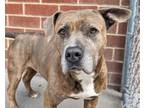 Adopt Athena aka Riley a Pit Bull Terrier, Mixed Breed