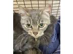 Adopt Ari a Domestic Short Hair