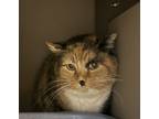 Adopt Peep a Domestic Short Hair