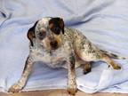 Adopt Freckles a Australian Cattle Dog / Blue Heeler