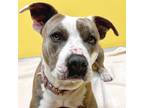 Adopt Anna Banana - Reduced Fee! a Pit Bull Terrier