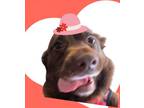 Adopt Ryley a Chocolate Labrador Retriever, Dachshund