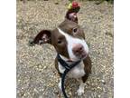 Adopt Sugar a Pit Bull Terrier