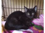 Adopt Teriyaki a Domestic Short Hair