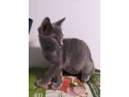 Adopt Thena a Domestic Short Hair