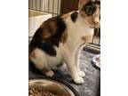 Adopt Calli a Calico, Domestic Short Hair