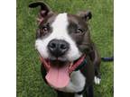 Adopt Dany a Pit Bull Terrier