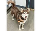 Adopt Autumn a Siberian Husky