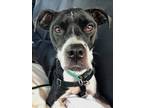 Adopt Lana a Pit Bull Terrier