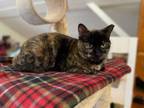 Adopt Sasha a Domestic Short Hair