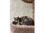 Adopt Ceri Sue a Dilute Tortoiseshell