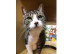 Adopt Twiggy Preston a Domestic Medium Hair, Domestic Short Hair