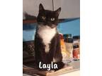 Adopt Layla a Domestic Short Hair