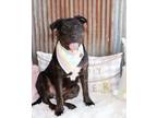 Adopt Dolly a Rottweiler, Boston Terrier