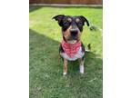Adopt Girlie a Pit Bull Terrier, American Staffordshire Terrier