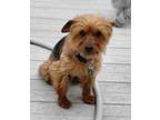 Adopt Amber a Yorkshire Terrier