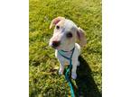 Adopt Caroline a Coonhound, Yellow Labrador Retriever