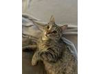 Adopt Leona a Domestic Short Hair