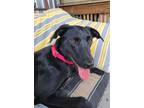 Adopt Merci $50 adoption SPECIAL a Black Labrador Retriever