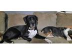 Adopt Athena a Great Dane, Black Labrador Retriever