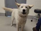 Adopt AMETHYST a Great Pyrenees, Husky