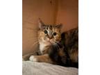 Adopt Pandora a Domestic Short Hair