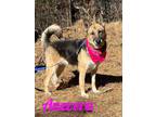 Adopt Anevera a German Shepherd Dog