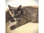 Adopt Lisah a Domestic Short Hair