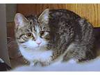 Adopt Miley a Tabby, Domestic Short Hair