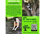 Adopt LEIA a Parson Russell Terrier, Smooth Collie