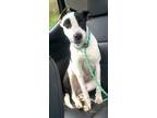 Adopt Molly a Pointer, Dalmatian