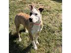 Adopt Pandora a Pit Bull Terrier