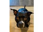 Adopt PASHA a American Bully, American Staffordshire Terrier