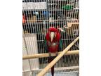 Adopt Gilli Girl a Macaw