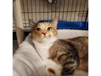 Adopt Sophie a Domestic Short Hair