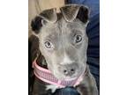 Adopt Gracy a Pit Bull Terrier