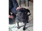 Adopt Raven a Black Labrador Retriever