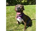 Adopt Hennessy a American Staffordshire Terrier, Pit Bull Terrier