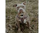 Adopt Gabriella a Pit Bull Terrier