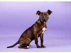 Adopt Darlington a American Staffordshire Terrier, Mixed Breed