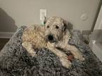 Adopt Aisling a Wheaten Terrier