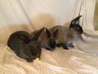 Adopt Dasher and Fiona a Bunny Rabbit