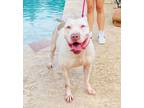 Adopt Nina a American Staffordshire Terrier