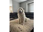 Adopt Josie a Great Pyrenees