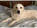 Adopt Josie a Great Pyrenees